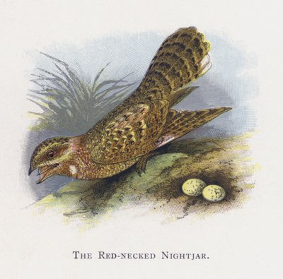 The Red-Necked Nightjar by Alexander Francis Lydon